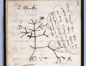 Charles Darwin Sketch of how evolution works
